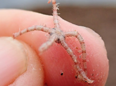 Ophiothrix caespitosa