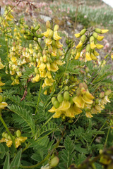 Astragalus penduliflorus