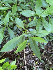 Tabernaemontana pandacaqui