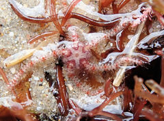 Ophiothrix caespitosa