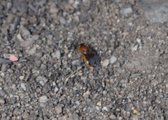 Pachyprosopis kellyi