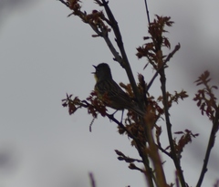 Setophaga kirtlandii