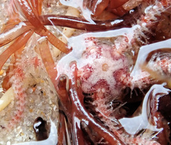 Ophiothrix caespitosa