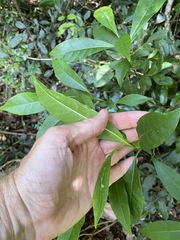 Tabernaemontana pandacaqui