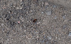 Pachyprosopis kellyi