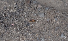 Pachyprosopis kellyi