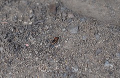 Pachyprosopis kellyi