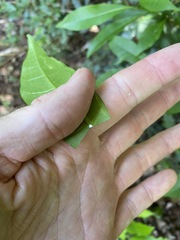 Tabernaemontana pandacaqui