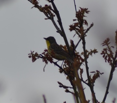 Setophaga kirtlandii