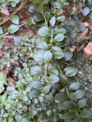 Citrus australasica