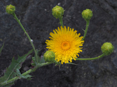 Sonchus platylepis image