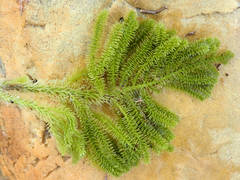 Caulerpa flexilis