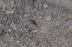 Pachyprosopis kellyi