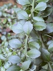 Citrus australasica