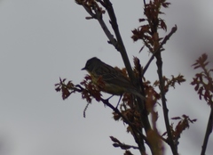 Setophaga kirtlandii