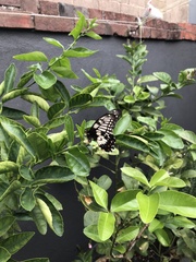 Papilio anactus