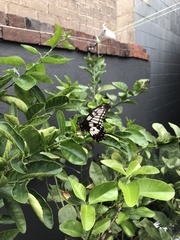 Papilio anactus
