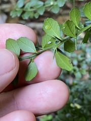 Citrus australasica