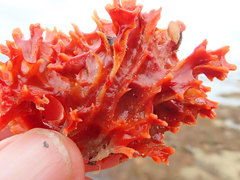Clathria
