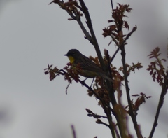 Setophaga kirtlandii