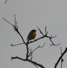 Setophaga kirtlandii