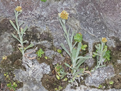 Helichrysum luteoalbum image