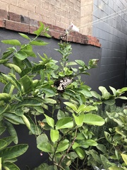 Papilio anactus