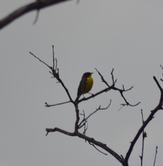 Setophaga kirtlandii