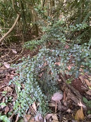 Citrus australasica