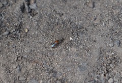 Pachyprosopis kellyi