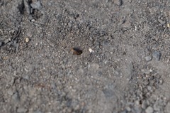 Pachyprosopis kellyi