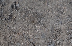 Pachyprosopis kellyi