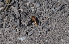 Pachyprosopis kellyi