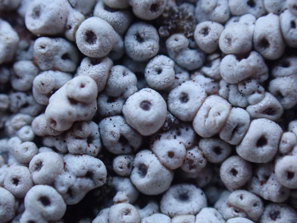 Coccotrema maritimum