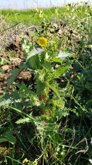 Sonchus asper asper