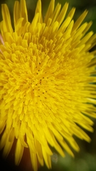 Sonchus asper asper