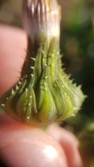 Sonchus asper asper