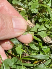 Hydrocotyle acutiloba