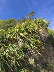 Phormium cookianum hookeri