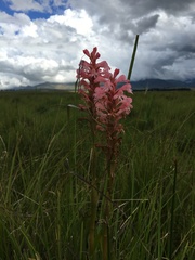 Satyrium hallackii ocellatum