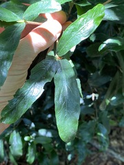 Atractocarpus chartaceus