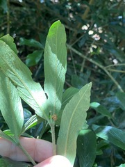 Atractocarpus chartaceus