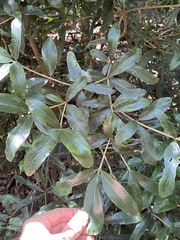 Atractocarpus chartaceus