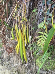 Phormium cookianum hookeri