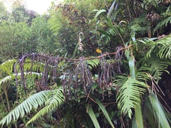 Phormium cookianum hookeri