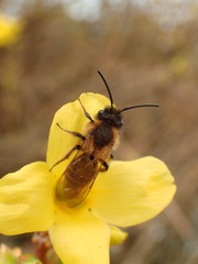 Andrena bimaculata