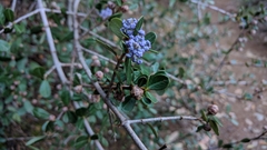 Ceanothus cuneatus ramulosus