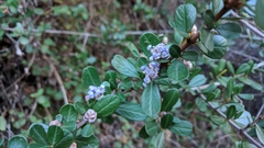Ceanothus cuneatus ramulosus
