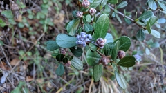 Ceanothus cuneatus ramulosus