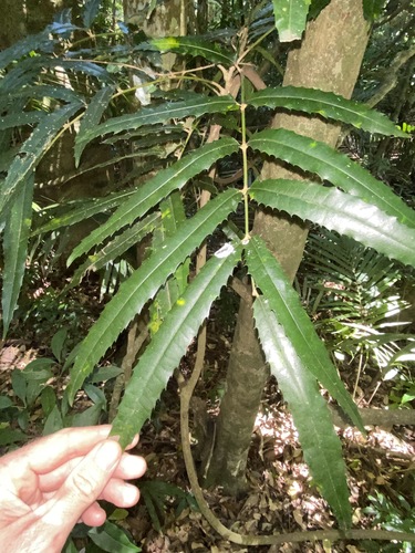 Akania bidwillii (Akania bidwillii)
